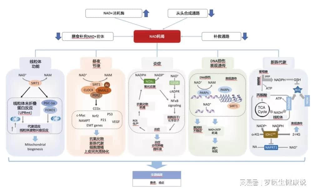 换血续命?美科学家:8次置换新鲜血液,年龄倒退54%