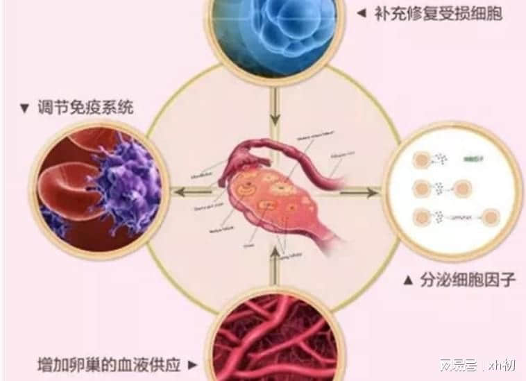 一文详解:打干细胞回落期是多久?脐带血干细胞回输好处?
