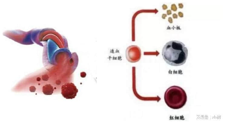 一文详解:打干细胞回落期是多久?脐带血干细胞回输好处?