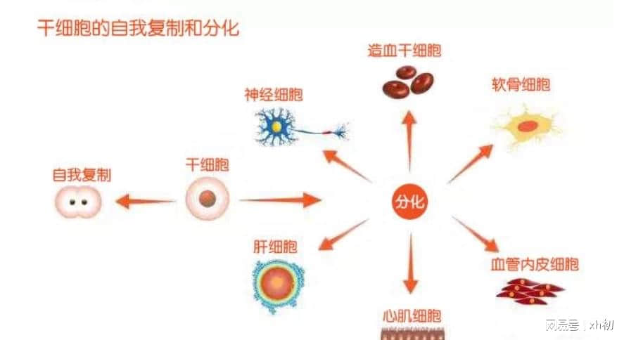 一文详解:打干细胞回落期是多久?脐带血干细胞回输好处?