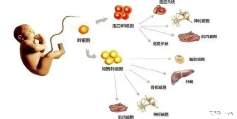 一文详解:打干细胞回落期是多久?脐带血干细胞回输好处?