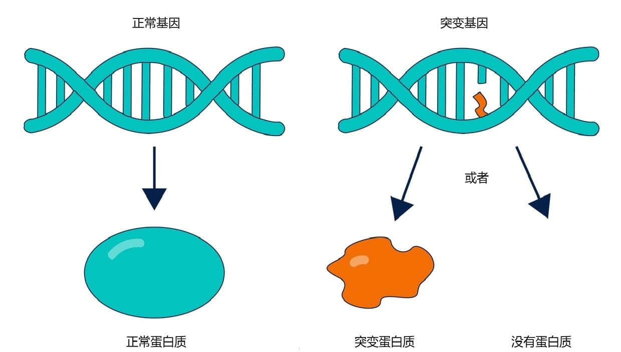 胸小的原因找到了!3.5万年前基因突变,让95%的汉族携带小胸基因