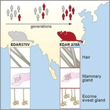 胸小的原因找到了!3.5万年前基因突变,让95%的汉族携带小胸基因