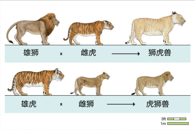 野生动物也会杂交,其后代有多惨?是否该禁止动物杂交?