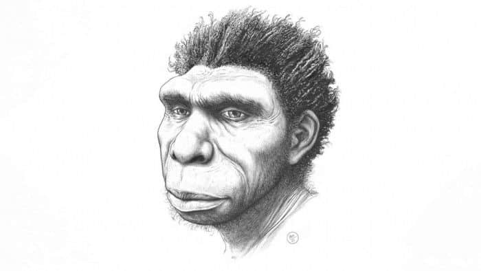 研究员发现并命名人类祖先新物种Homo bodoensis