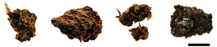 古代粪便化石显示铁器时代矿工已开始食用奶酪和啤酒