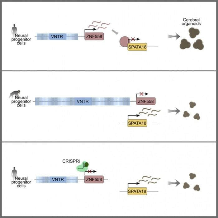是什么让人类区别于猩猩?此前被我们忽视的垃圾DNA