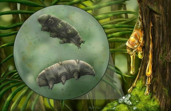 科学家在1600万年前的多米尼加琥珀中发现水熊新物种