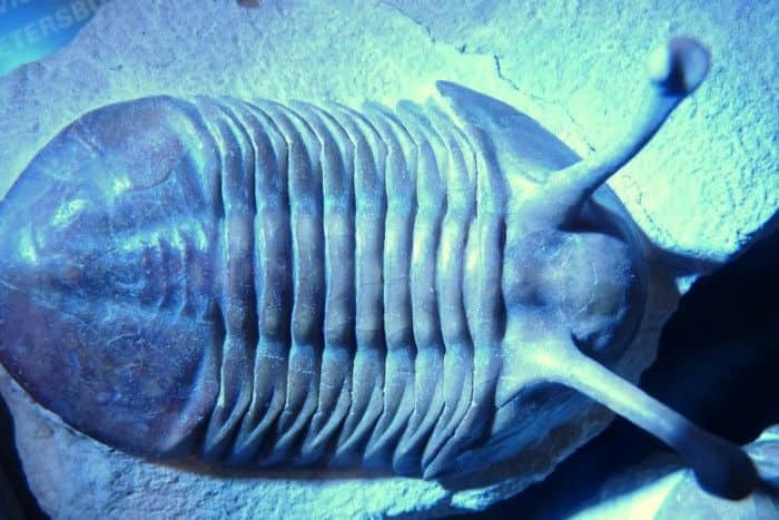 研究揭示生物大灭绝后灭绝和起源模式发生的变化
