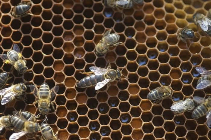 蜜蜂利用社交疏远策略来保护自己免受寄生虫侵害