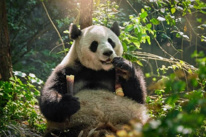 大熊猫独特的黑白相间的图案提供了有效的伪装