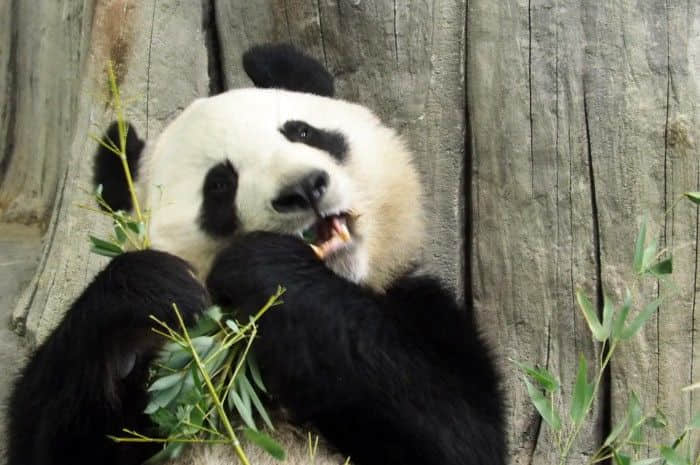大熊猫独特的黑白相间的图案提供了有效的伪装