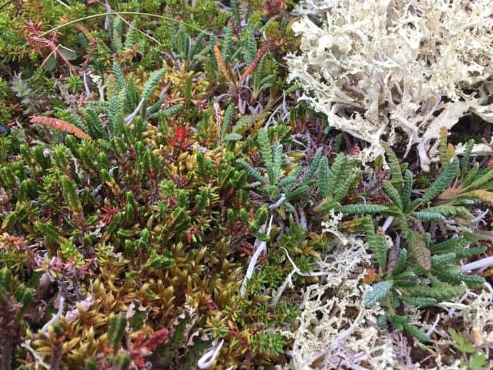 科学家使用便携式设备区分植物种群 可取代DNA分析