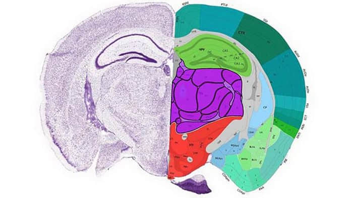 科学家绘制出小鼠大脑图谱，为人脑图绘制铺路
