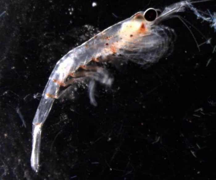 浮游生物可对云层光线变化做出敏感反应