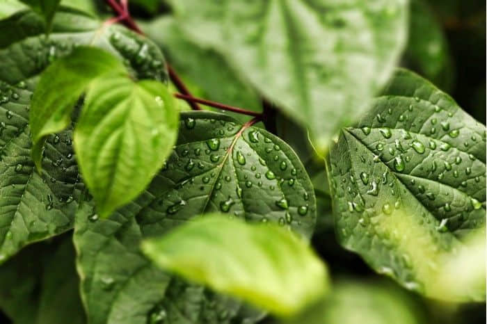 雨水带来的微生物有机会成为植物叶际微生物的一部分
