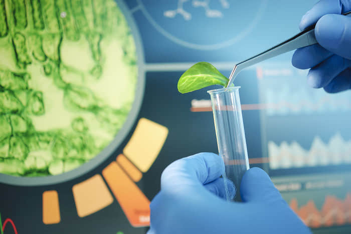 研究：化学发现让休眠的种子重新焕发生机
