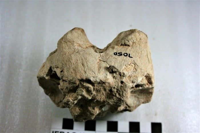 古代鸵鸟蛋壳揭示了数千年前极端气候变化的新证据