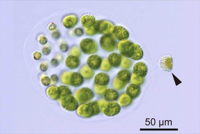 日本科学家在河流中发现具有三种性别的藻类物种
