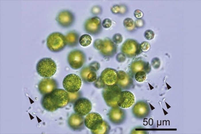 日本科学家在河流中发现具有三种性别的藻类物种