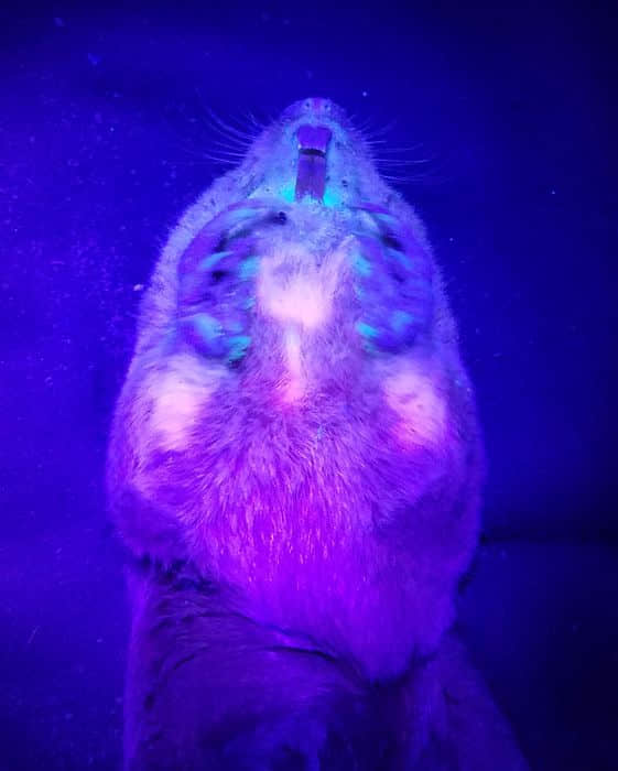 科学家发现袖珍地鼠也具有紫外生物荧光特性