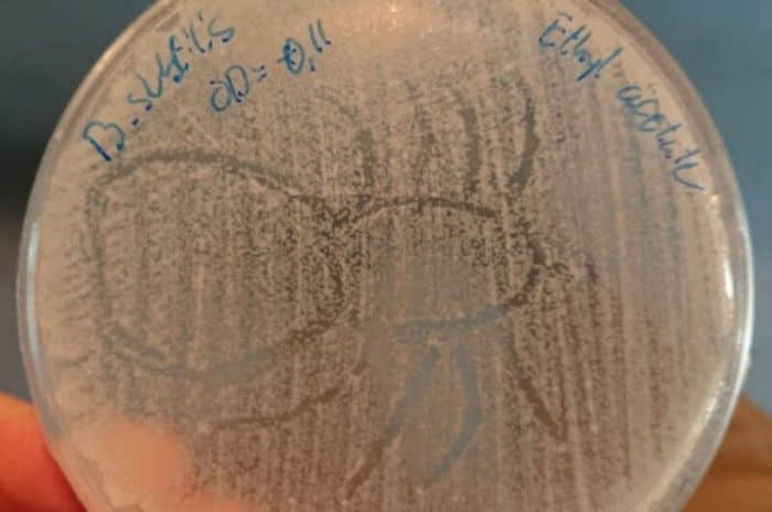 丹麦研究人员认为蜘蛛丝可能不具有抗菌特性
