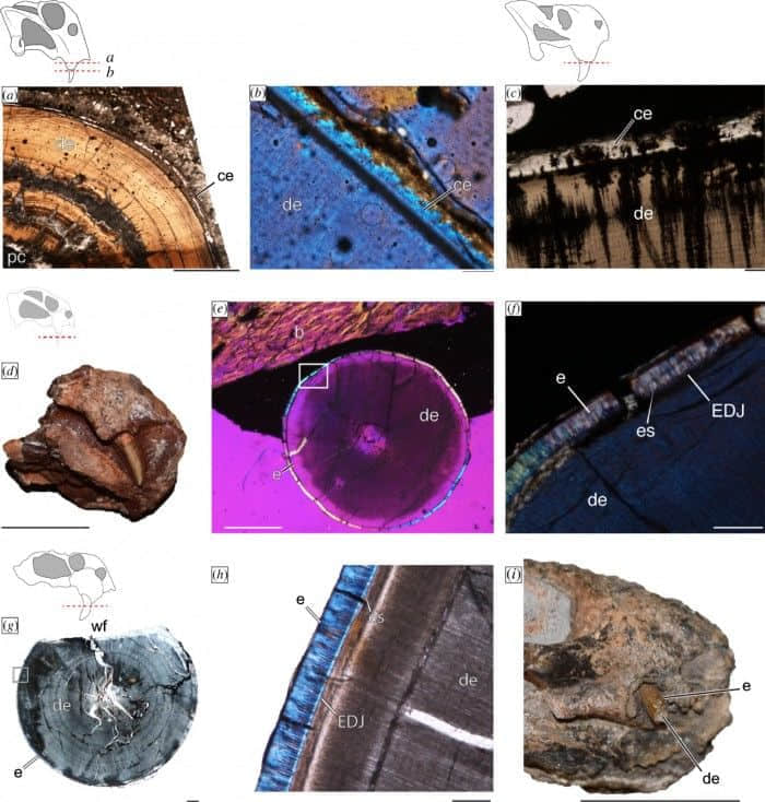 生活在恐龙之前的奇怪动物揭示了獠牙的进化起源