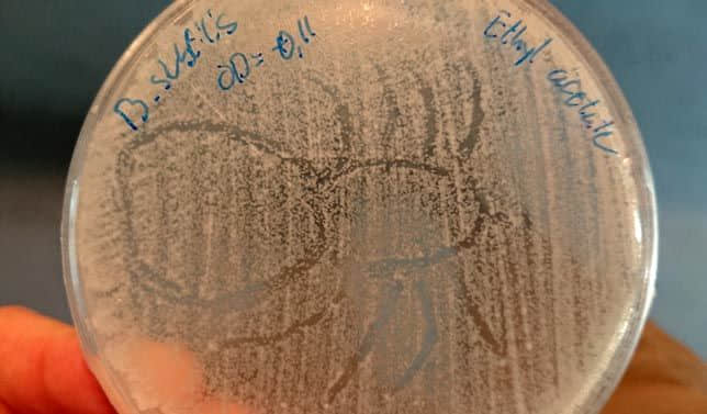 科学家通过实验揭穿了蜘蛛丝的抗菌神话