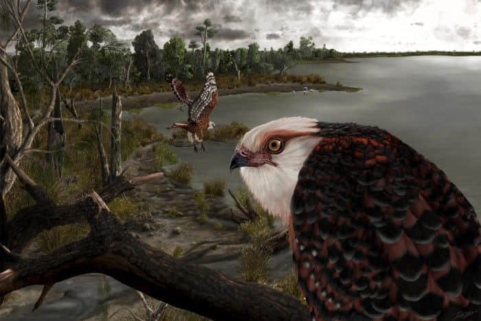 研究人员在澳大利亚发现2500万年前鹰化石