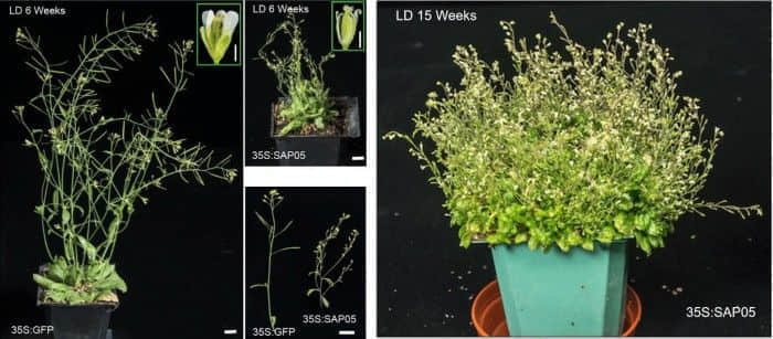 科学家已经确定了植原体产生劫持植物发育的操纵分子