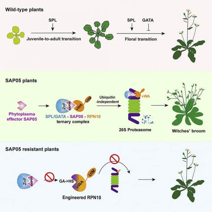 科学家已经确定了植原体产生劫持植物发育的操纵分子