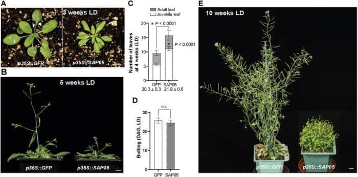 科学家已经确定了植原体产生劫持植物发育的操纵分子