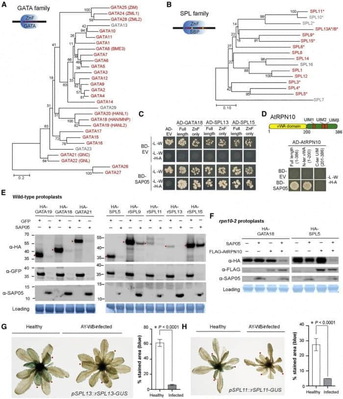 科学家已经确定了植原体产生劫持植物发育的操纵分子