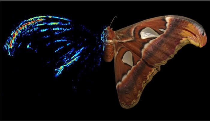 研究：飞蛾的翼尖可以作为挫败蝙蝠的“声波诱饵”