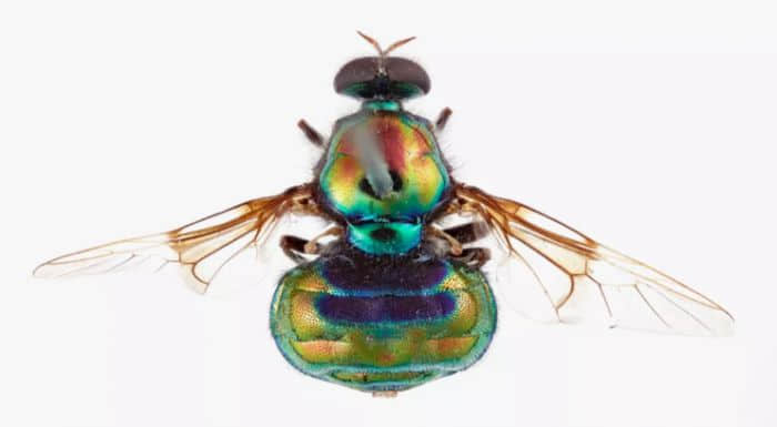 澳科学家将新发现的彩虹色苍蝇物种命名为“鲁保罗”