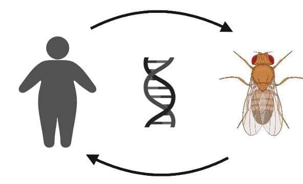 科学家认为他们找到了治疗肥胖症的新方法
