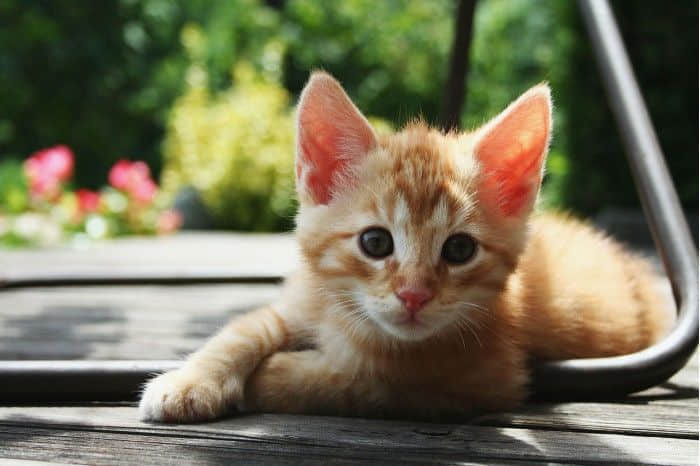 科学家用猫身上的细菌创造治疗皮肤感染的强大抗生素