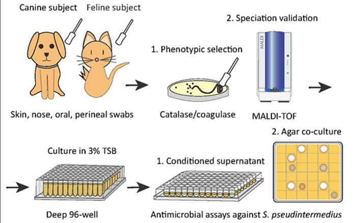 科学家用猫身上的细菌创造治疗皮肤感染的强大抗生素